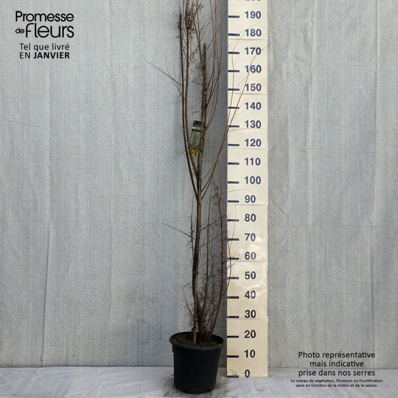 Example of Tamarix gallica - Tamaris français, Tamaris commun Pot de 7,5L/10L as you get in hiver