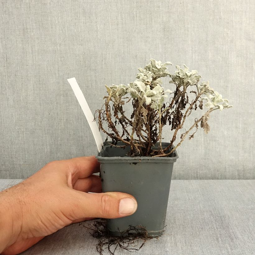 Example of Tanacetum haradjanii Godet de 7/8 cm as you get in ete
