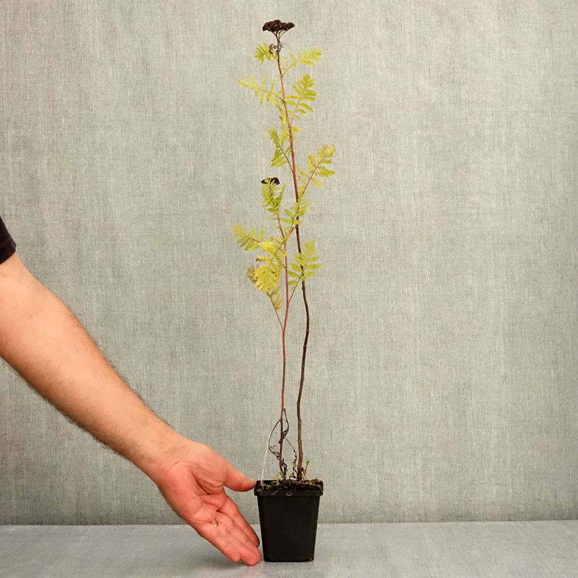Example of Tanacetum vulgare Isla Gold - Tanaisie dorée Godet de 8/9 cm as you get in ete