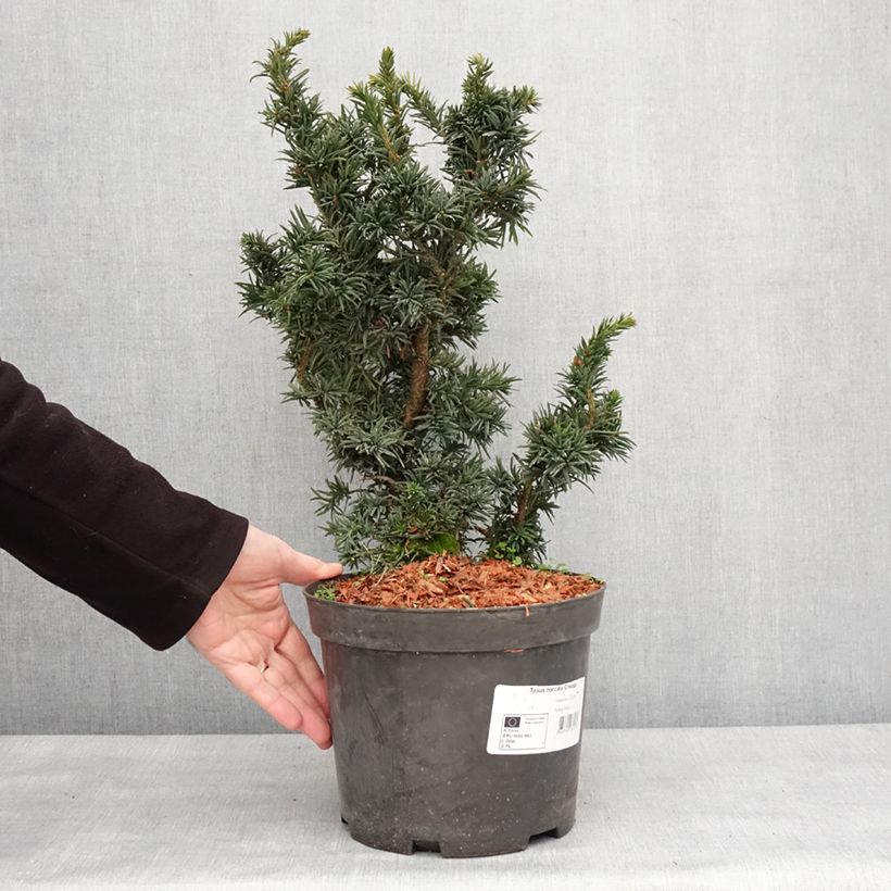 Example of Taxus baccata Cristata - If commun nain Pot de 4L/5L as you get in hiver