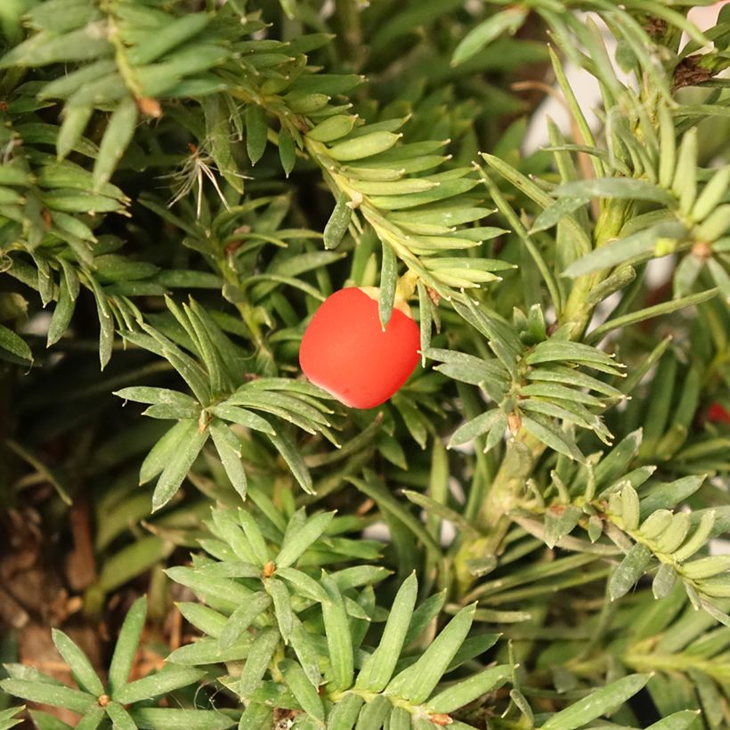 Taxus baccata Elegantissima - If commun (Harvest)