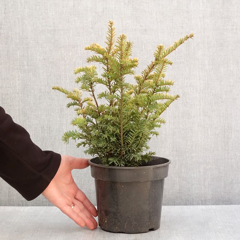 Example of Taxus baccata Elegantissima - If commun Pot de 3L/4L as you get in hiver