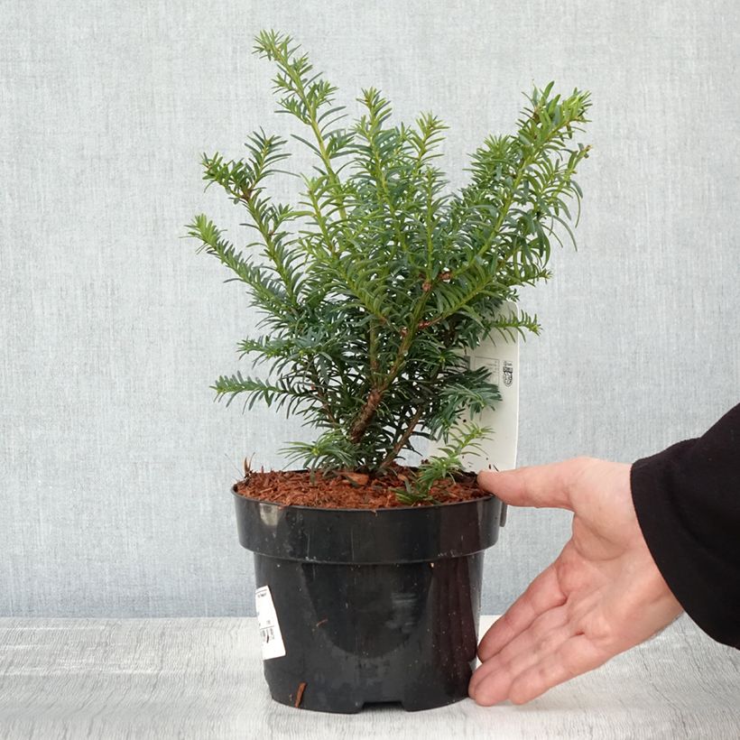Example of Taxus baccata Summergold - If commun doré Pot de 2L/3L as you get in automne