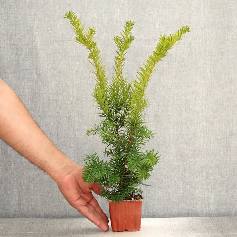 Example of Taxus media Densiformis - If hybride Godet de 8/9 cm as you get in ete