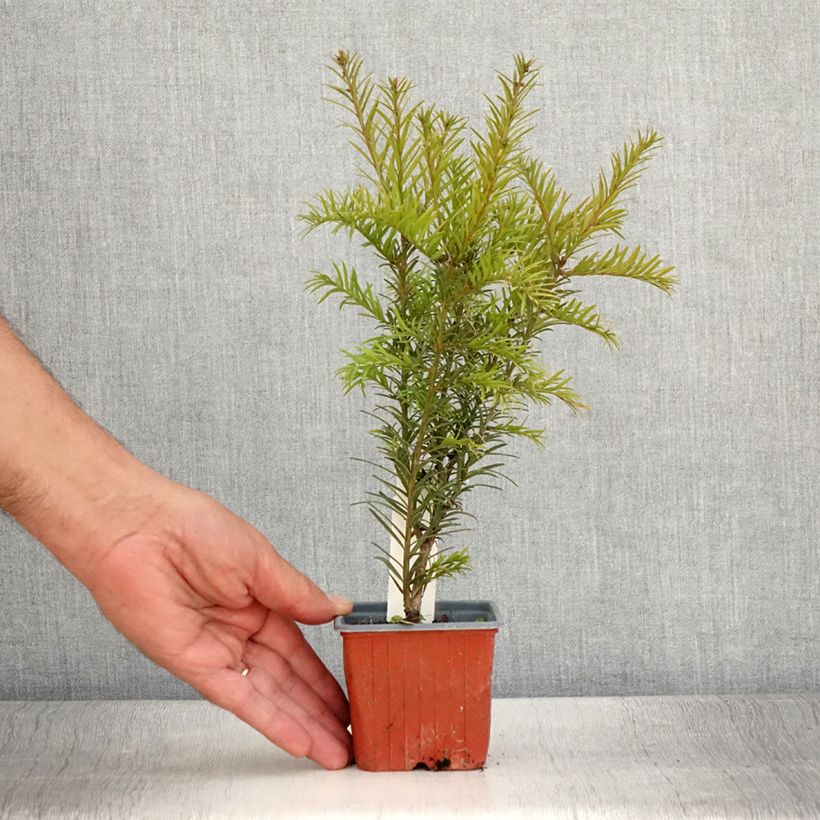 Example of Taxus x media Groenland - If hybride Godet de 8/9 cm as you get in ete