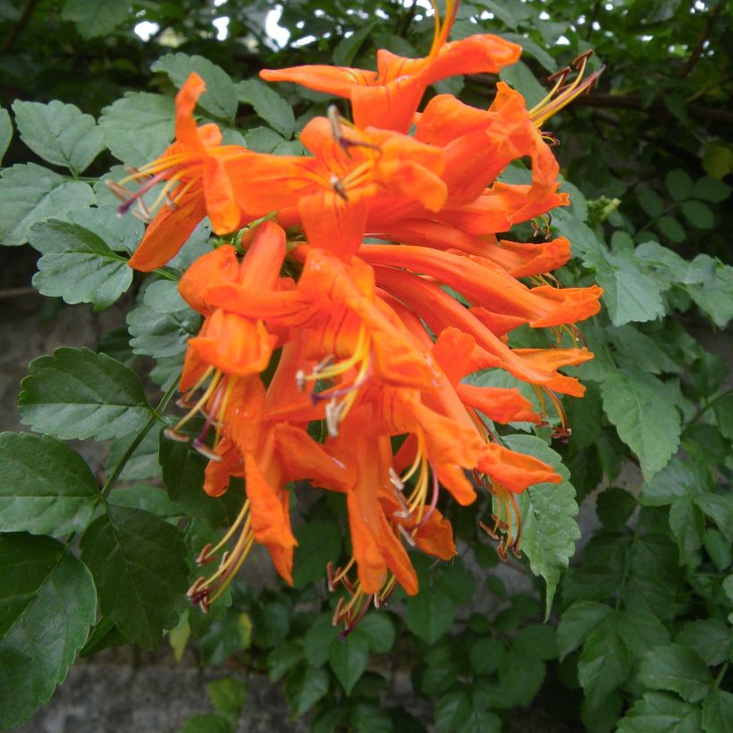 Tecomaria (Tecoma) capensis - Chèvrefeuille du Cap (Flowering)
