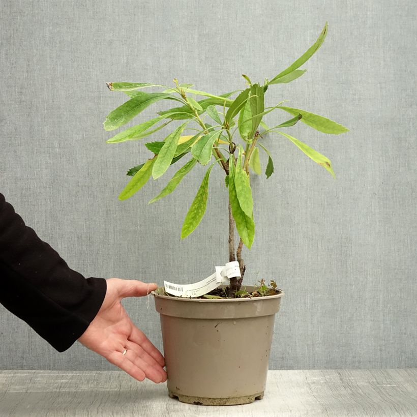Example of Telopea White - Waratah  blanc Pot de 4L/5L as you get in automne