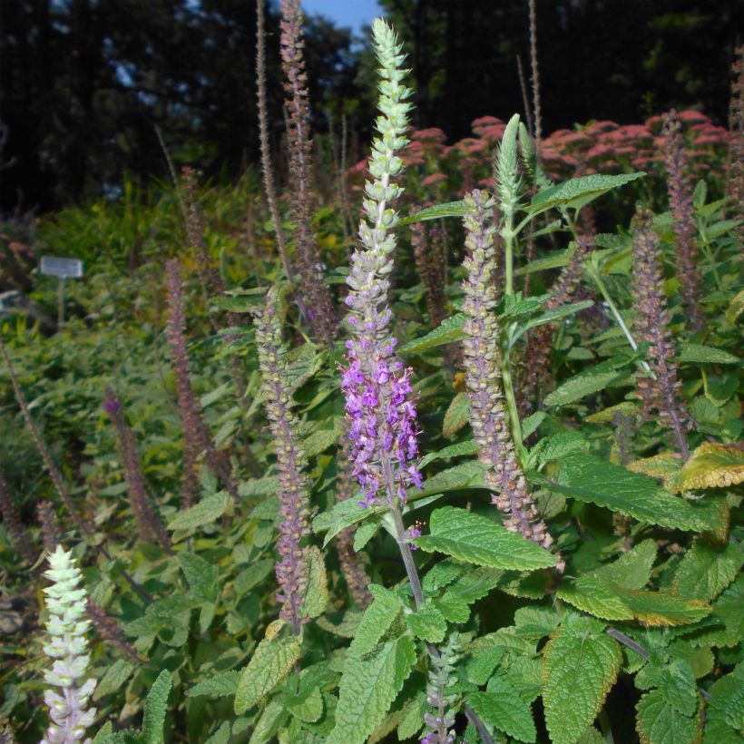 Teucrium hircanicum - Germandrée (Flowering)