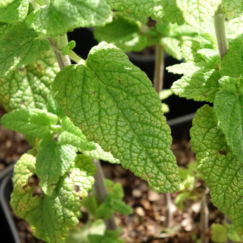 Teucrium hircaninum Paradise Delight - Germandrée d'Iran (Foliage)