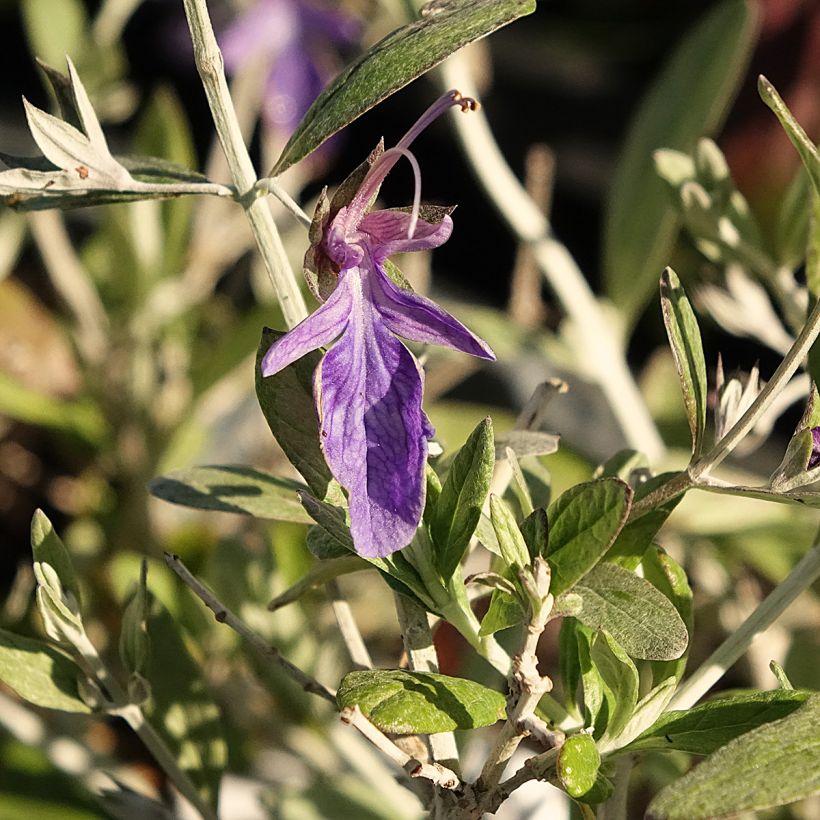 Teucrium Indyho - Germandrée arbustive (Flowering)