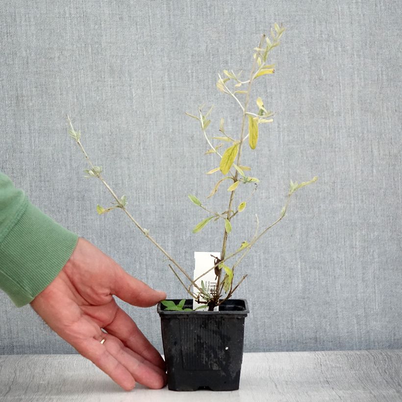 Example of Teucrium Indyho - Germandrée arbustive Godet de 8/9 cm as you get in ete