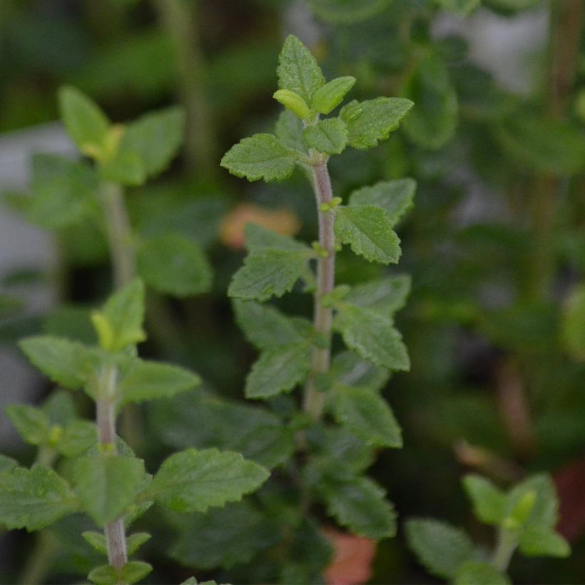 Teucrium lucidrys - Germandrée hybride (Foliage)