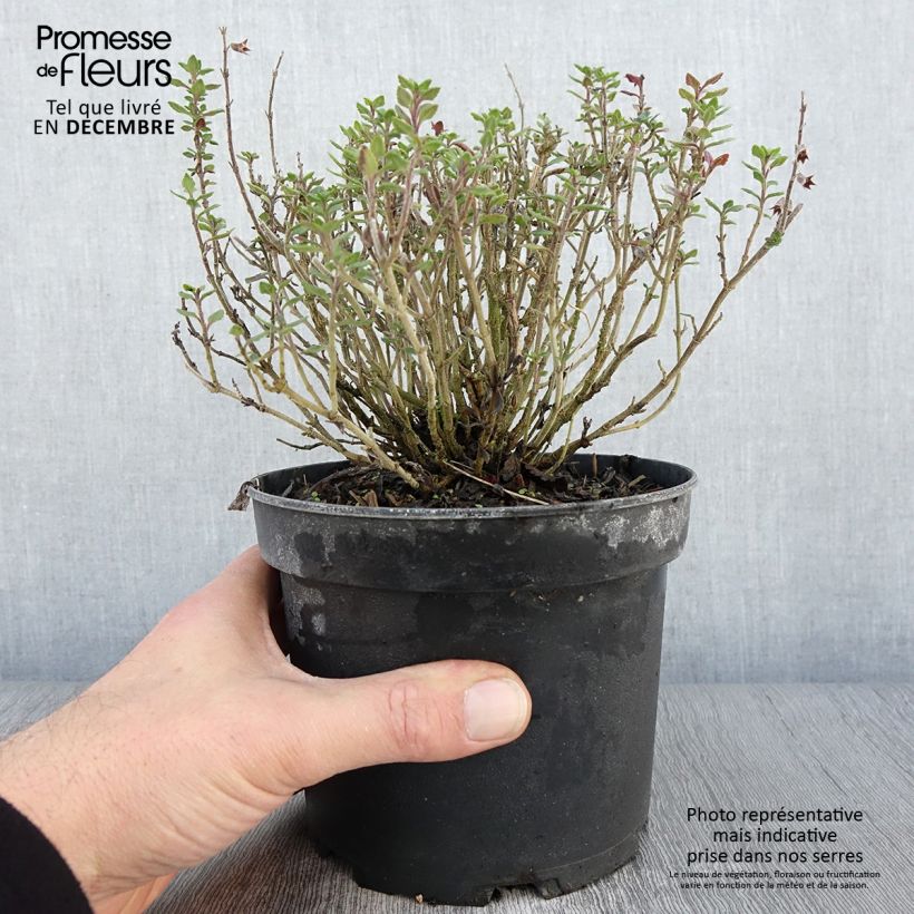 Example of Teucrium lucidrys - Germandrée hybride Pot de 2L/3L as you get in automne