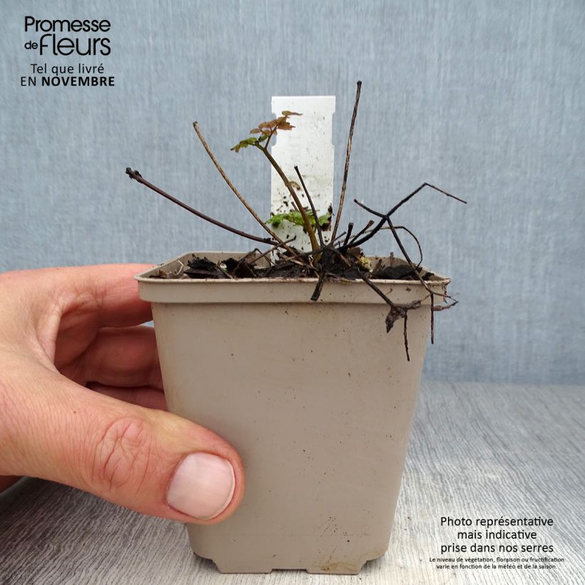 Example of Thalictrum Anne - Pigamon Godet de 8/9 cm as you get in automne