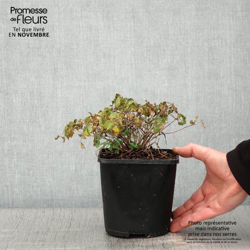 Example of Thalictrum aquilegifolium Thundercloud - Pigamon à feuille d'ancolie Pot de 2L/3L as you get in automne