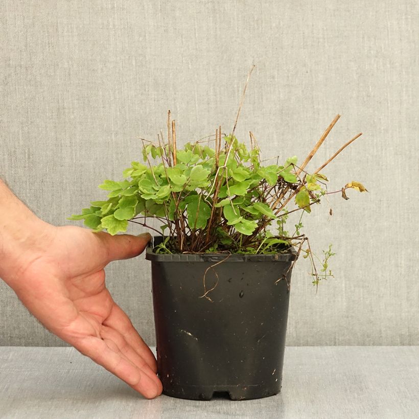 Example of Thalictrum Black Stockings - Pigamon Pot de 2L/3L as you get in ete