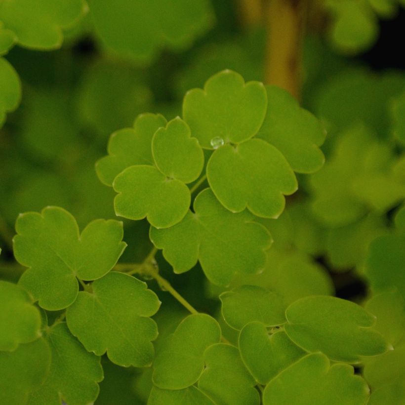 Thalictrum delavayi Album (Foliage)