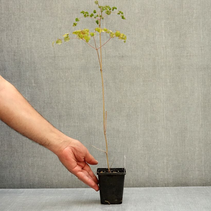 Example of Thalictrum delavayi Hewitt's Double - Pigamon Godet de 8/9 cm as you get in ete