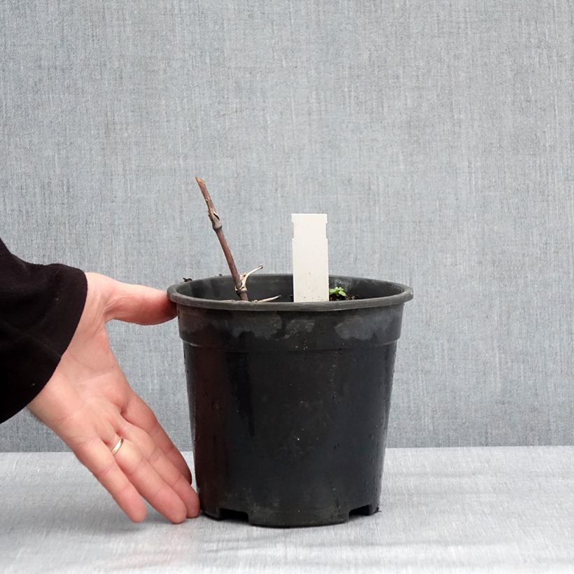 Example of Thalictrum delavayi Hewitt's Double - Pigamon Pot de 2L/3L as you get in hiver