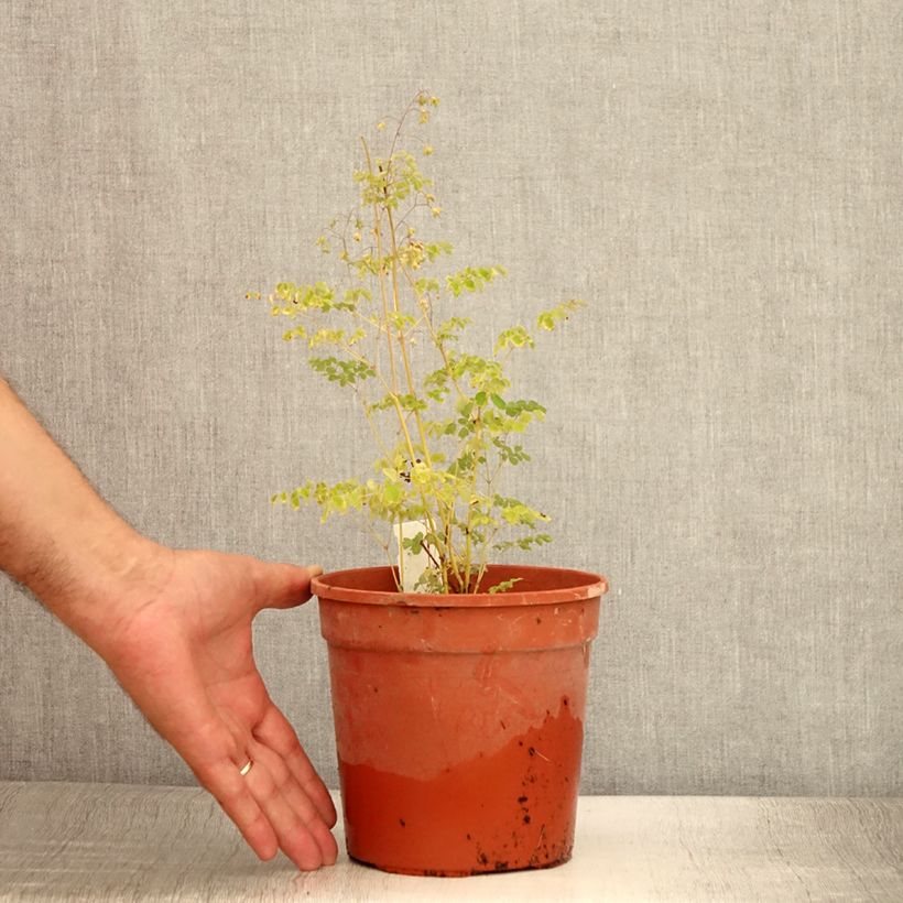 Example of Thalictrum delavayi Splendide - Pigamon Pot de 2L/3L as you get in ete