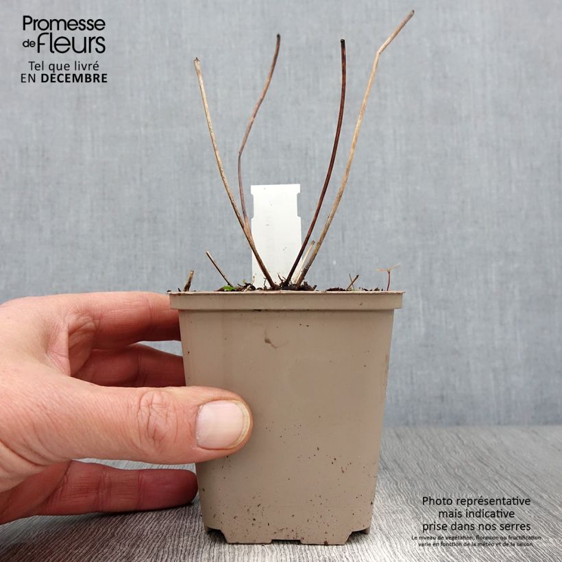 Example of Thalictrum Elin - Pigamon Godet de 8/9 cm as you get in automne