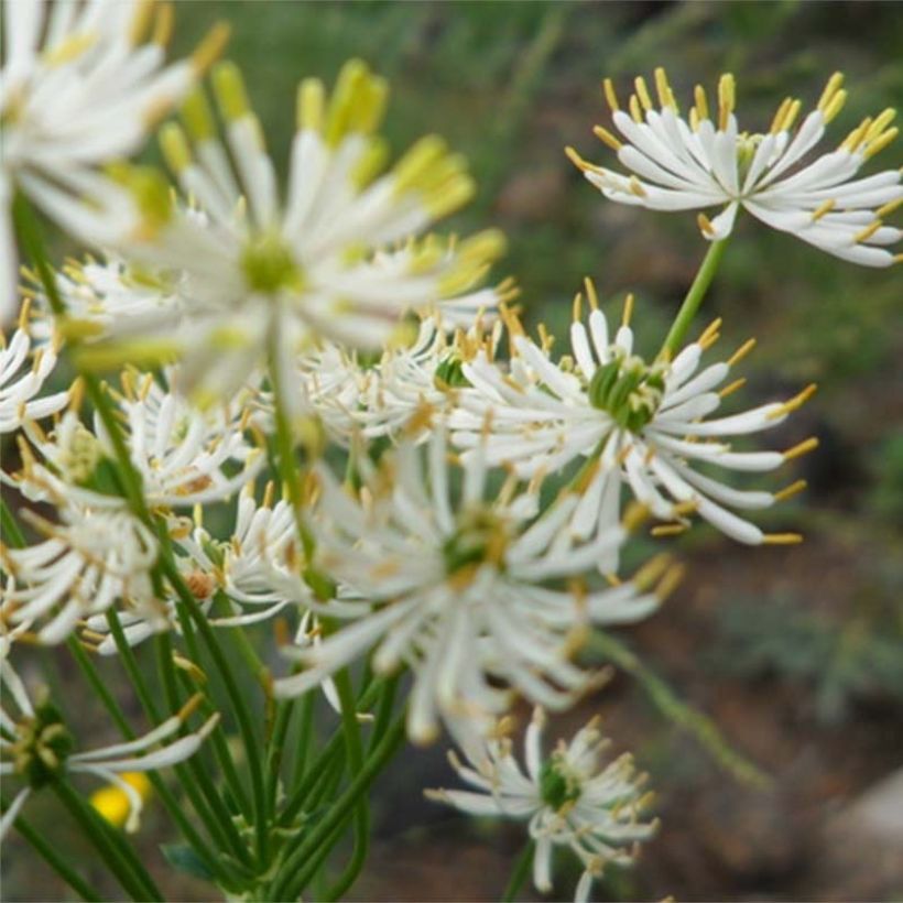 Thalictrum petaloideum - Pigamon (Flowering)