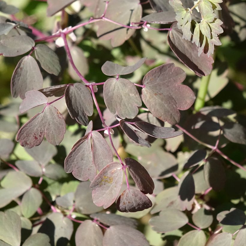 Thalictrum petaloideum Ghent Ebony - Pigamon (Foliage)