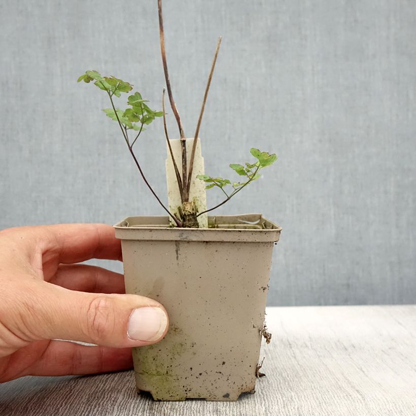 Example of Thalictrum sphaerostachyum - Pigamon à tête ronde Godet de 8/9 cm as you get in automne