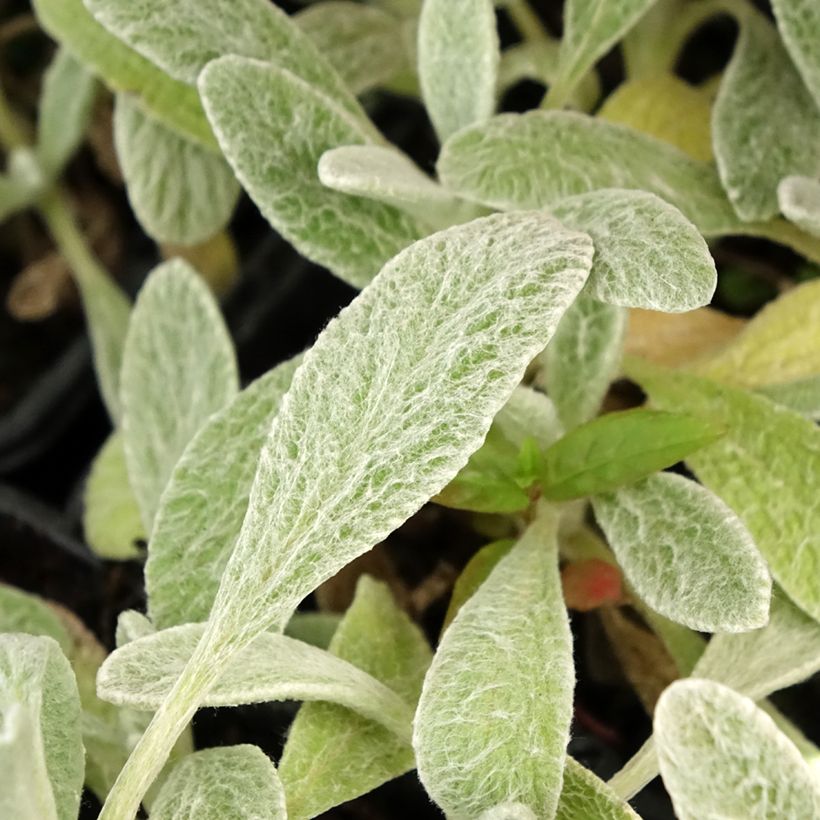 Thé grec des montagnes BIO - Sideritis syriaca - Thé de Crète (Foliage)
