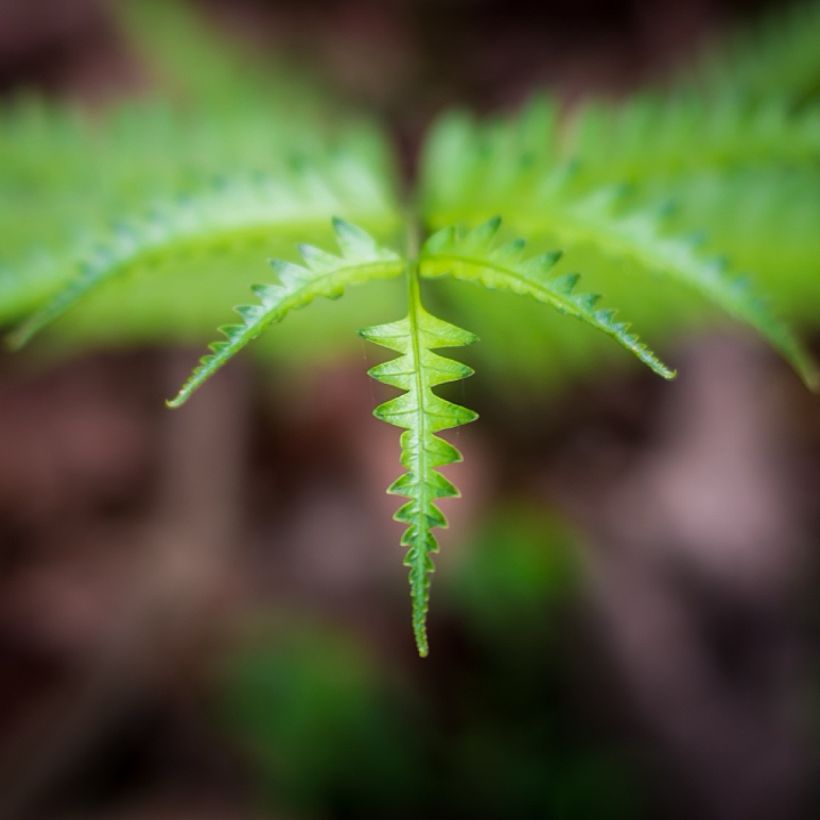Thelypteris kunthii - Fougère (Foliage)