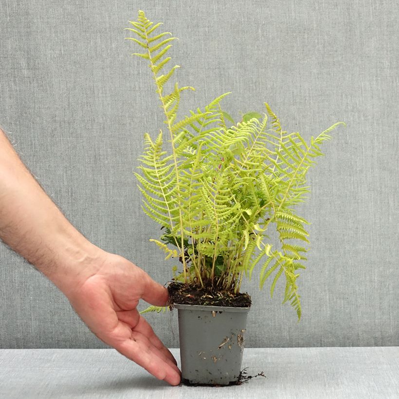 Example of Thelypteris kunthii - Fougère Godet de 8/9 cm as you get in ete