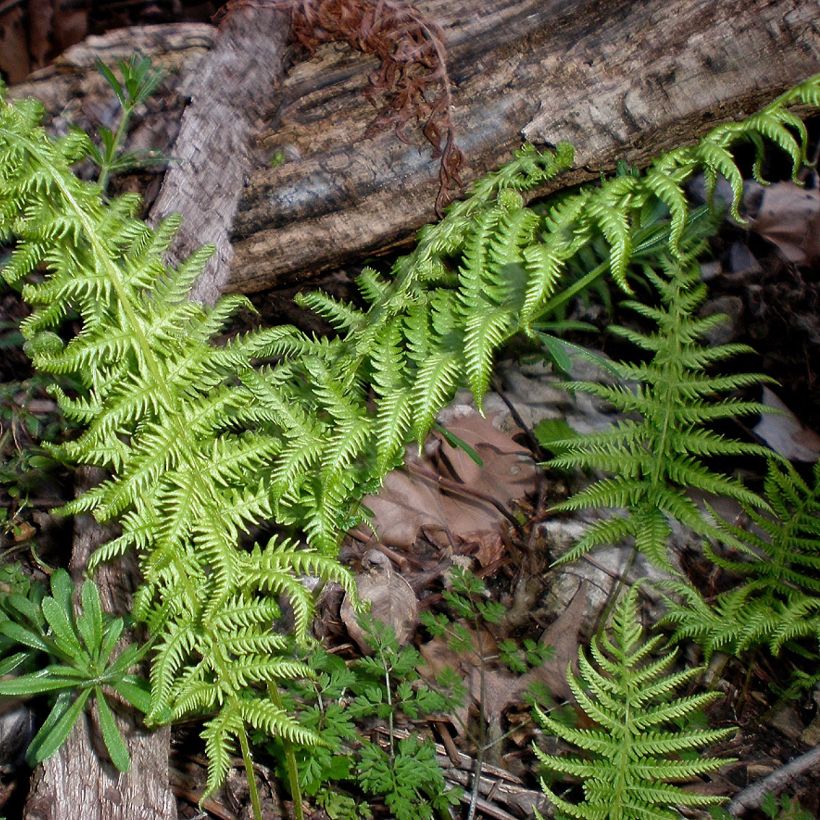 Thelypteris kunthii - Fougère (Plant habit)