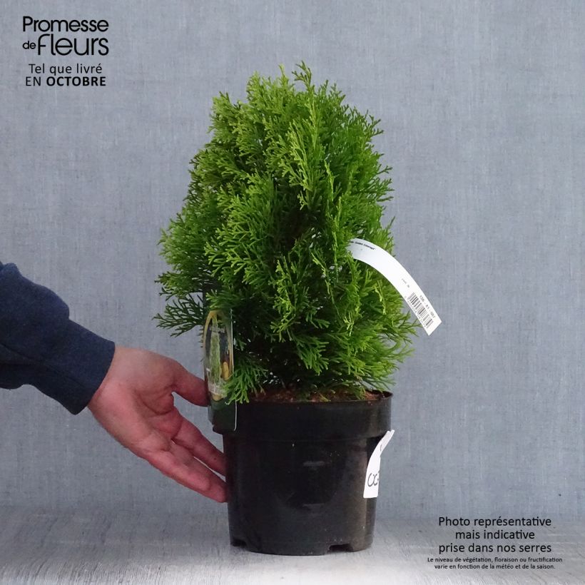 Example of Thuja occidentalis Golden Smaragd - Thuya du Canada Pot de 2L/3L as you get in automne