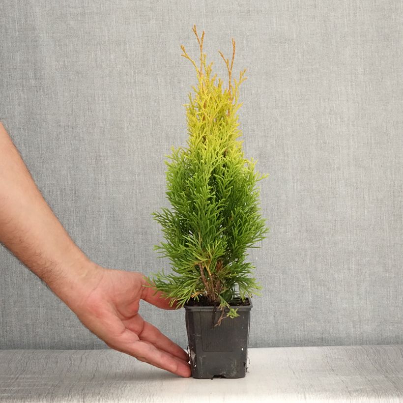 Example of Thuja occidentalis Golden Smaragd - Thuya du Canada Godet de 8/9 cm as you get in ete