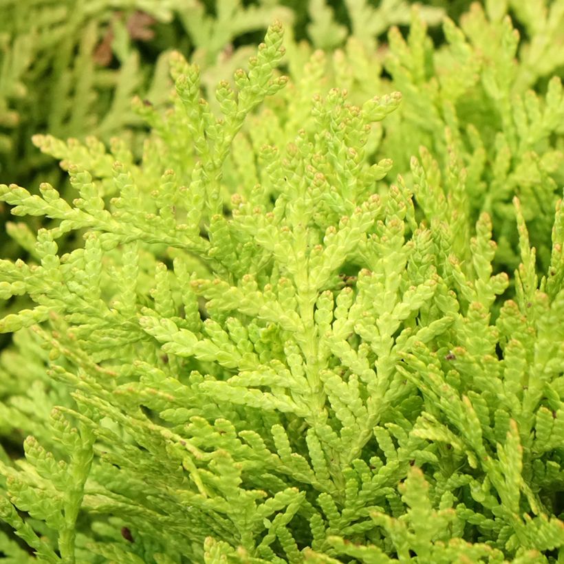 Thuja occidentalis Mirjam - Thuya du Canada (Foliage)