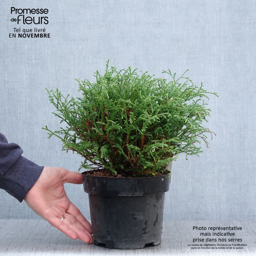 Example of Thuya du Canada - Thuja occidentalis Mr Bowling Ball Pot de 2L/3L as you get in automne