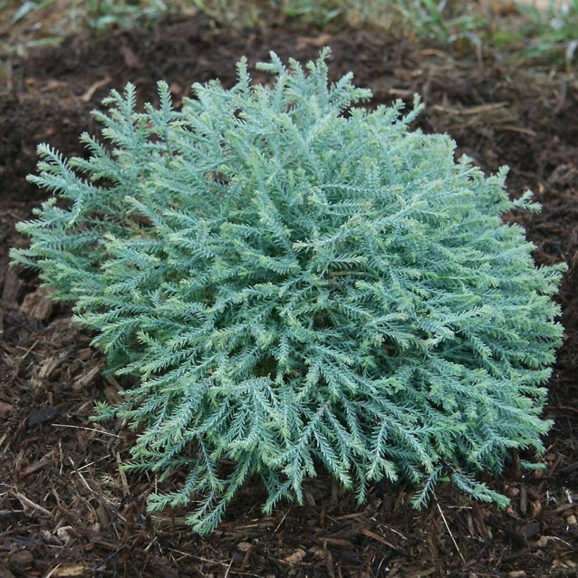 Thuya du Canada - Thuja occidentalis Pancake Concesarini (Plant habit)