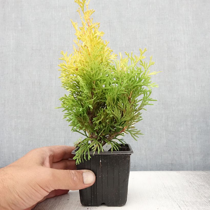 Example of Thuja occidentalis Sunny Smaragd - Thuya du Canada Godet de 8/9 cm as you get in ete