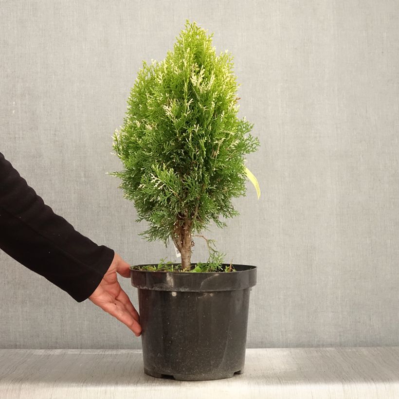 Example of Thuja orientalis Fleck - Thuya de Chine ou Thuya d'Orient Pot de 7,5L/10L as you get in automne