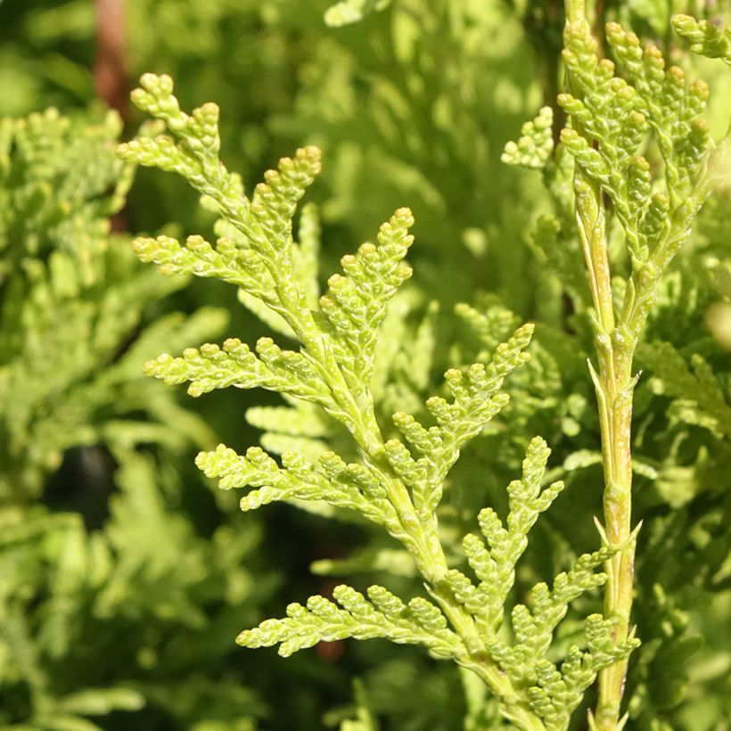 Thuja plicata Can-Can - Thuya compact (Foliage)