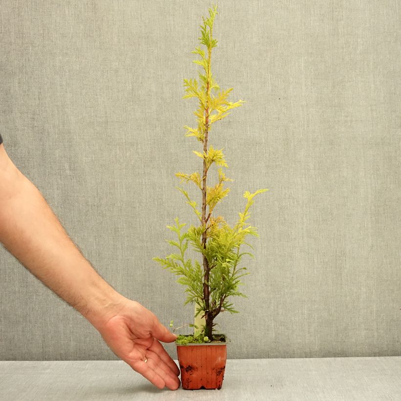 Example of Thuja plicata Can-Can - Thuya compact Godet de 8/9 cm as you get in ete