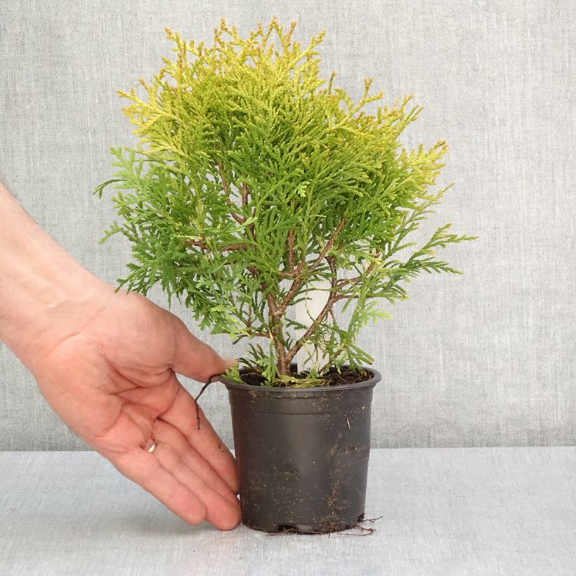 Example of Thuya du Canada - Thuja occidentalis Globosa Aurea Godet de 8/9 cm as you get in printemps
