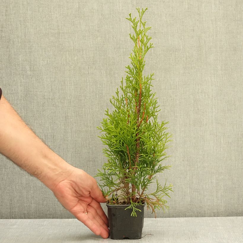 Example of Thuya du Canada - Thuja occidentalis Golden Brabant Godet de 8/9 cm as you get in ete