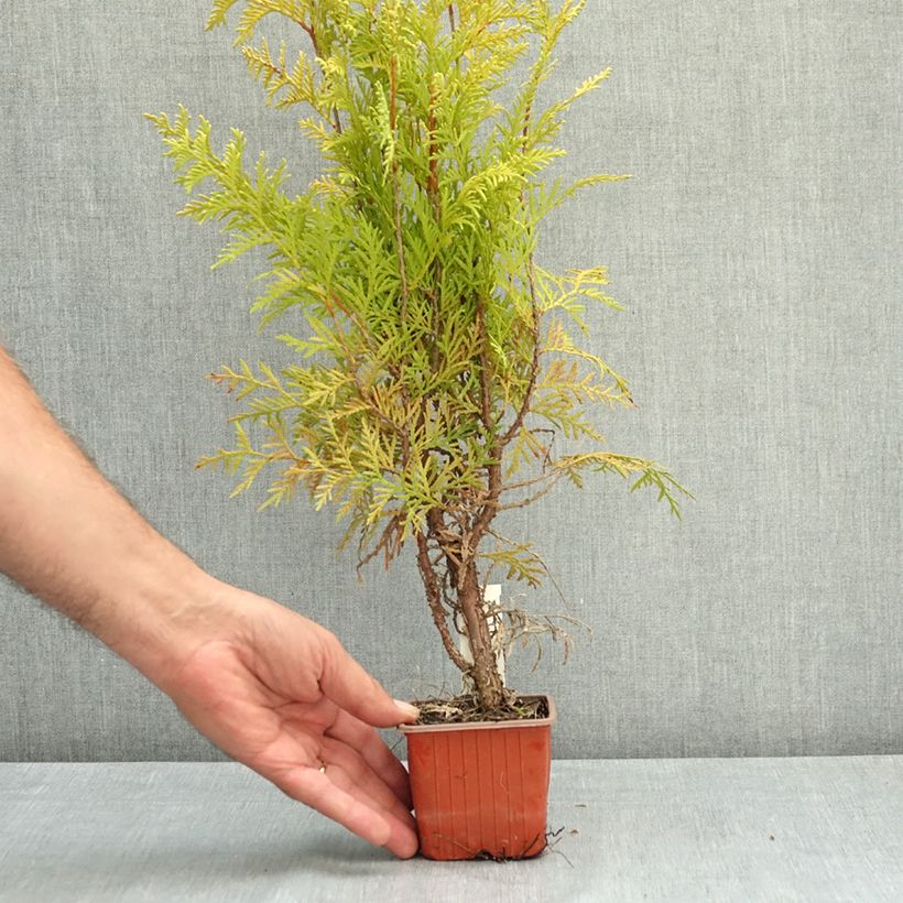 Example of Thuya du Canada - Thuja occidentalis Golden Globe Godet de 8/9 cm as you get in ete