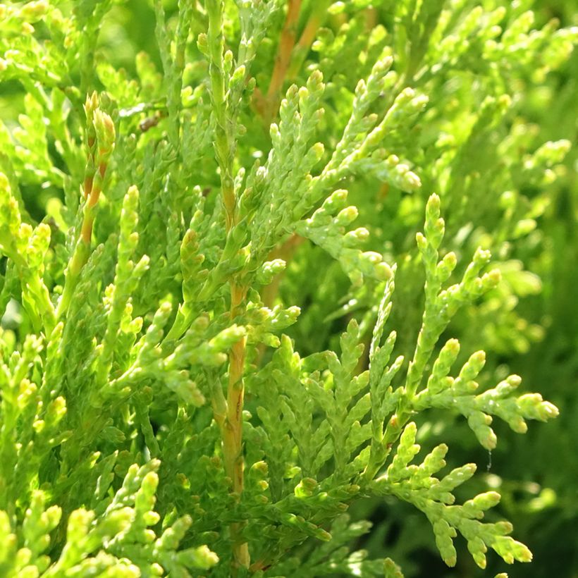 Thuya du Canada - Thuja occidentalis King of Brabant (Foliage)