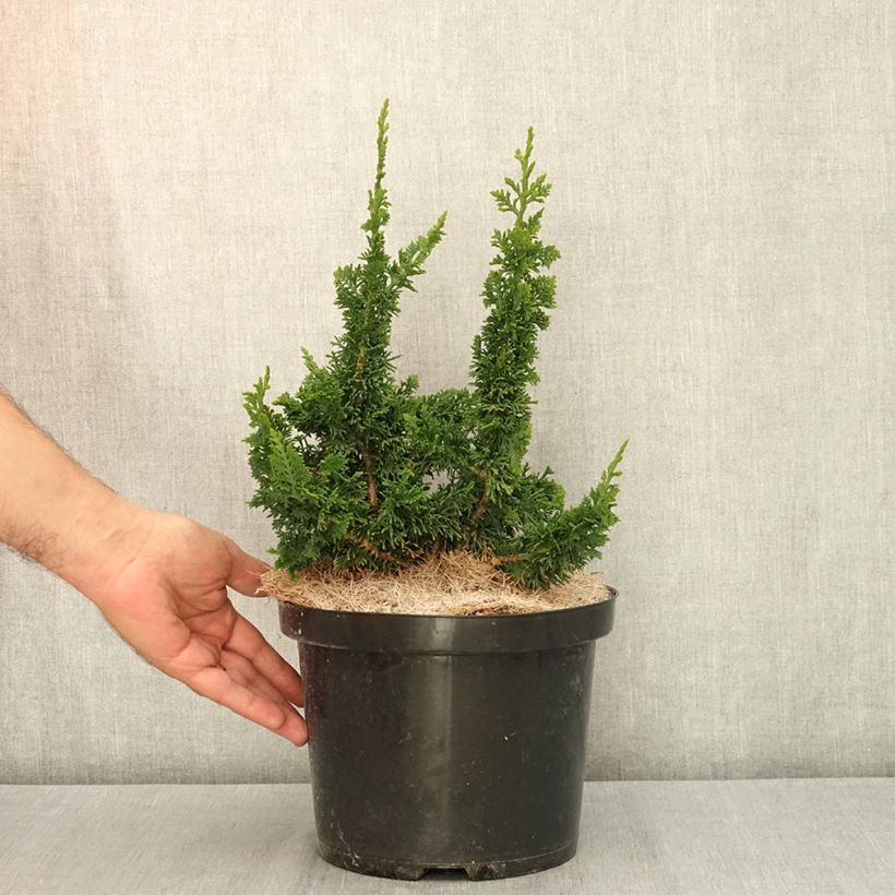 Example of Thuya du Canada - Thuja occidentalis Malonyana Holub Pot de 4L/5L as you get in ete