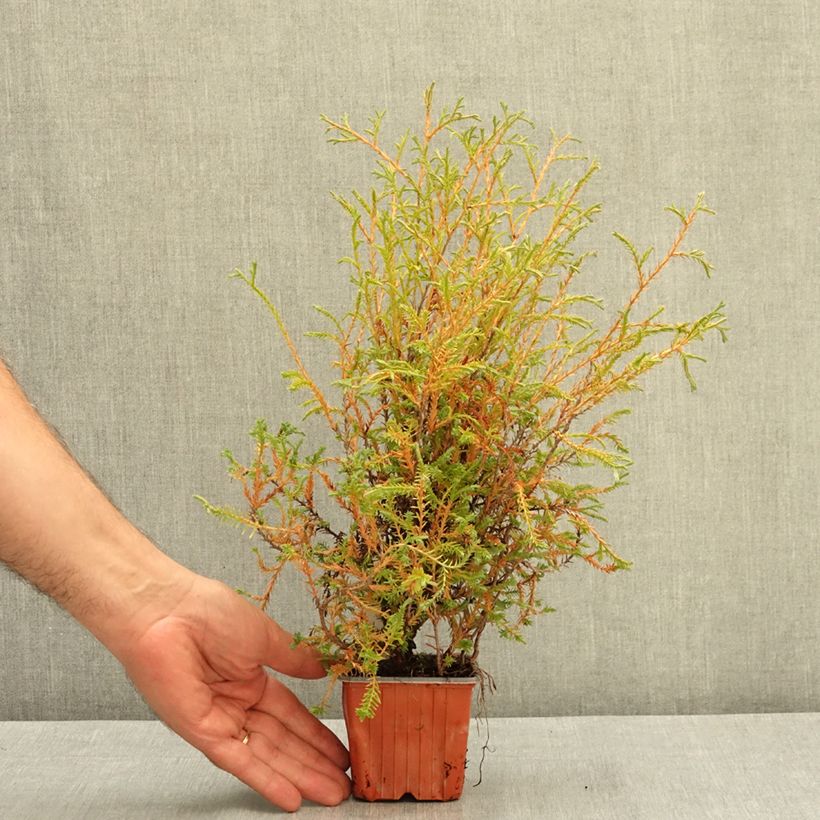 Example of Thuya du Canada - Thuja occidentalis Mr Bowling Ball Godet de 8/9 cm as you get in ete