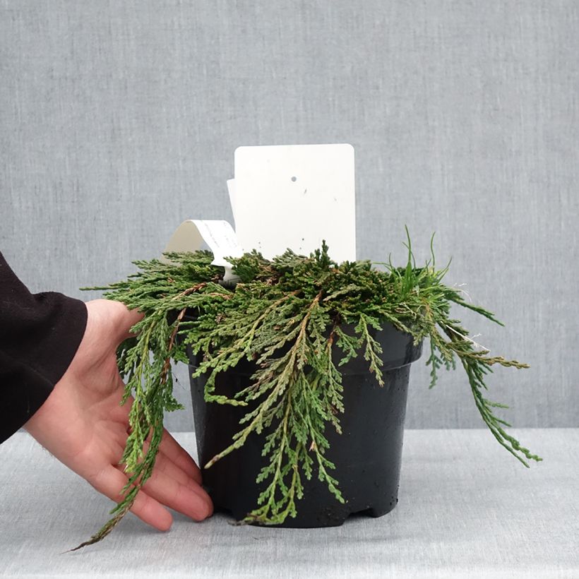 Example of Thuya du Canada - Thuja occidentalis Pancake Concesarini Pot de 2L/3L as you get in hiver