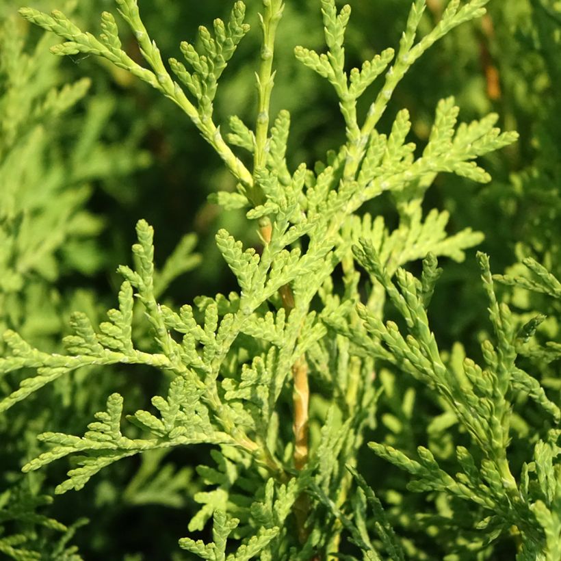 Thuya du Canada - Thuja occidentalis Pyramidalis Compacta (Foliage)