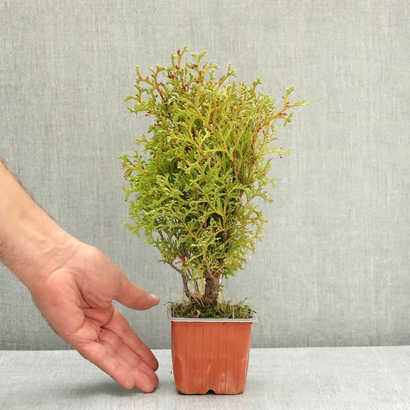 Example of Thuya du Canada - Thuja occidentalis Tiny Tim Godet de 8/9 cm as you get in ete